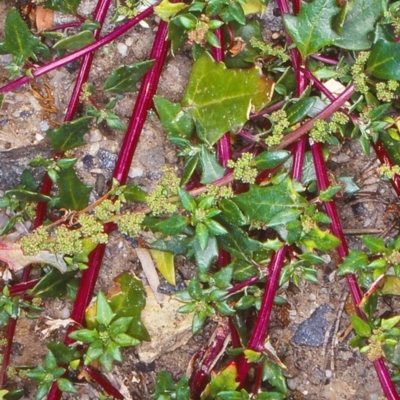 Chenopodium glaucum (Glaucous Goosefoot) at Bermagui, NSW - 12 Feb 1998 by BettyDonWood