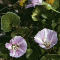 Calystegia soldanella (Sea Bindweed) at Bermagui, NSW - 13 Oct 1997 by BettyDonWood