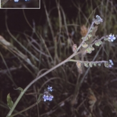 Cynoglossum australe (Australian Forget-me-not) at Bermagui, NSW - 14 Oct 1997 by BettyDonWood