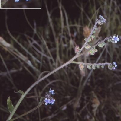 Cynoglossum australe (Australian Forget-me-not) at Bermagui, NSW - 13 Oct 1997 by BettyDonWood