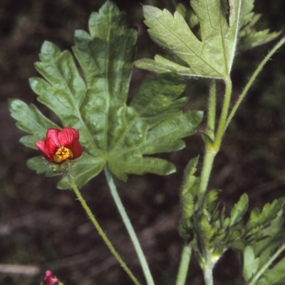 Modiola caroliniana (Red-flowered Mallow) at Bermagui, NSW - 14 Oct 1997 by BettyDonWood