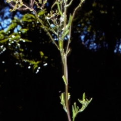 Senecio glomeratus (Pukatea) at Bermagui, NSW - 14 Oct 1997 by BettyDonWood
