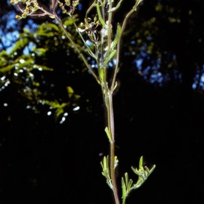 Senecio glomeratus (Pukatea) at Bermagui, NSW - 14 Oct 1997 by BettyDonWood