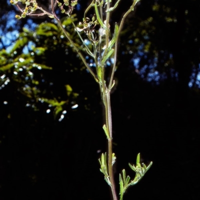 Senecio glomeratus (Pukatea) at Bermagui, NSW - 13 Oct 1997 by BettyDonWood