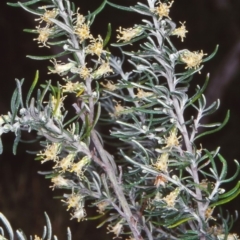 Olearia axillaris (Coast Daisy-bush) at Bermagui, NSW - 12 Feb 1998 by BettyDonWood