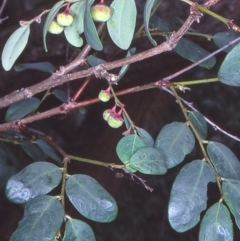 Phyllanthus gunnii (Shrubby Spurge) at Bermagui, NSW - 13 Feb 1998 by BettyDonWood
