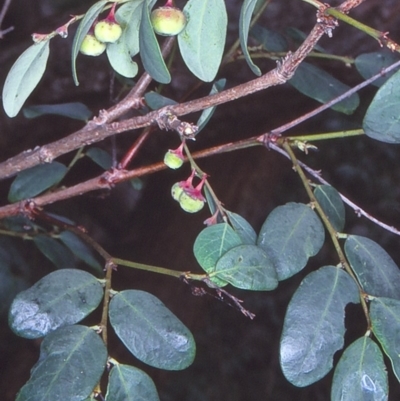 Phyllanthus gunnii (Shrubby Spurge) at Bermagui, NSW - 12 Feb 1998 by BettyDonWood