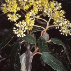 Pomaderris lanigera (Woolly Pomaderris) at Biamanga National Park - 21 Aug 1997 by BettyDonWood