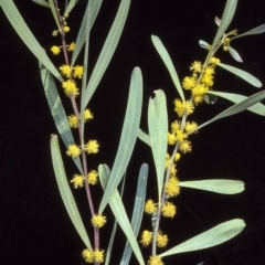 Acacia stricta (Straight Wattle) at Barragga Bay, NSW - 22 Aug 1997 by BettyDonWood