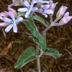 Oxypetalum coeruleum (Tweedia or Southern Star) at Brogo, NSW - 22 Nov 1997 by BettyDonWood