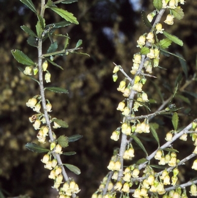 Melicytus dentatus (Tree Violet) at Brogo, NSW - 22 Aug 1997 by BettyDonWood