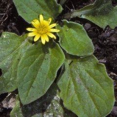 Cymbonotus lawsonianus (Annual Bear's-ears) at Brogo, NSW - 15 Oct 1997 by BettyDonWood