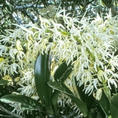 Dendrobium speciosum (Rock Lily) at Brogo, NSW - 15 Oct 1997 by BettyDonWood