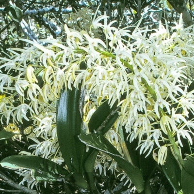 Dendrobium speciosum (Rock Lily) at Brogo, NSW - 15 Oct 1997 by BettyDonWood