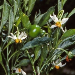 Solanum pseudocapsicum (Jerusalem Cherry, Madeira Cherry) at Brogo, NSW - 23 Nov 1997 by BettyDonWood