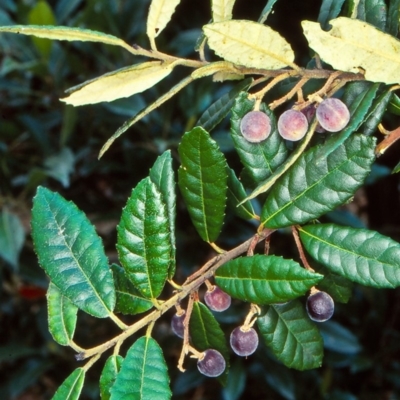 Elaeocarpus holopetalus (Black Olive Berry) at Bemboka, NSW - 3 Mar 1999 by BettyDonWood
