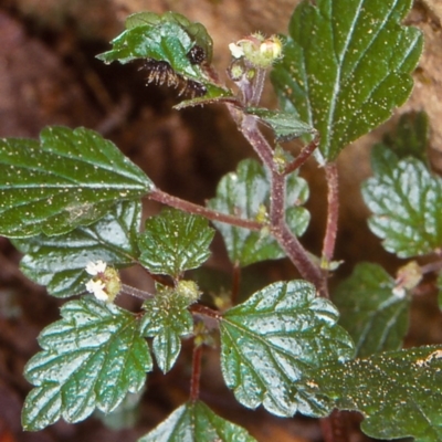 Australina pusilla (Small Shade Nettle) at Bemboka, NSW - 5 Jan 1999 by BettyDonWood