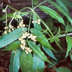 Sambucus gaudichaudiana (White Elder Berry) at Bemboka, NSW - 6 Mar 1998 by BettyDonWood