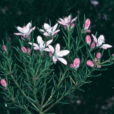 Philotheca salsolifolia subsp. salsolifolia (Philotheca) at Numbugga, NSW - 23 Aug 1997 by BettyDonWood