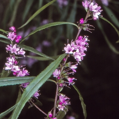 Myoporum bateae at Mumbulla State Forest - 15 Oct 1997 by BettyDonWood