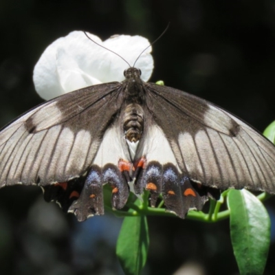 Papilio aegeus (Orchard Swallowtail, Large Citrus Butterfly) at Acton, ACT - 22 Dec 2018 by SandraH