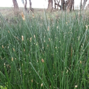 Eleocharis sp. at Hackett, ACT - 27 Dec 2018