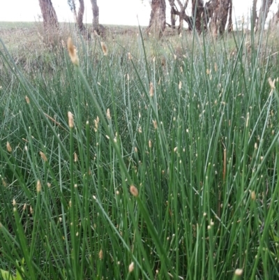 Eleocharis sp. (Spike-rush) at Hackett, ACT - 27 Dec 2018 by waltraud