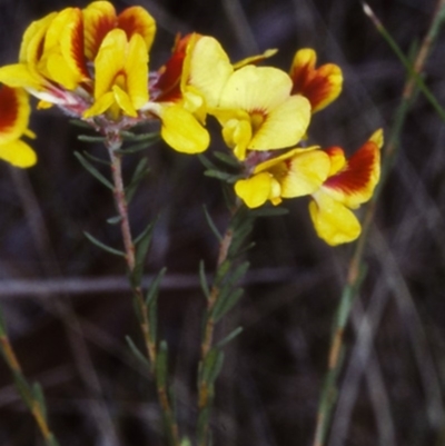 Almaleea subumbellata (Wiry Bush-pea) at Bemboka, NSW - 25 Oct 1997 by BettyDonWood