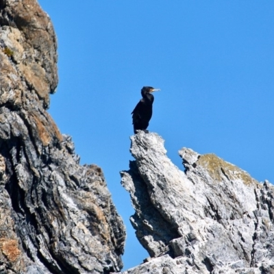 Phalacrocorax carbo (Great Cormorant) at Wallaga Lake, NSW - 30 Nov 2018 by RossMannell