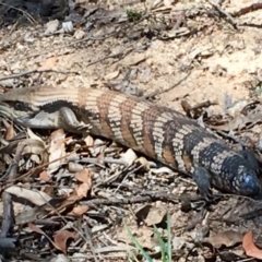 Tiliqua scincoides scincoides (Eastern Blue-tongue) at Torrens, ACT - 23 Dec 2018 by CathyKatie