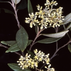Pomaderris parrisiae (Parris' Pomaderris) at Bemboka, NSW - 26 Oct 1997 by BettyDonWood