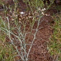 Senecio quadridentatus (Cotton Fireweed) at Coopers Gully, NSW - 9 Nov 1999 by BettyDonWood