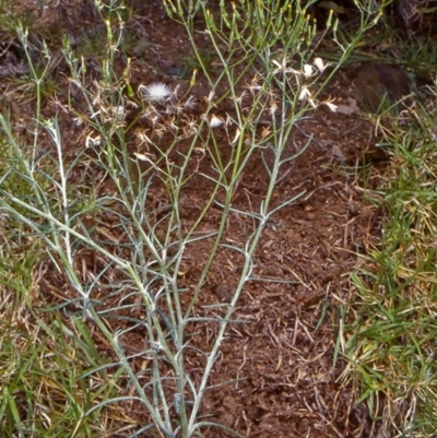 Senecio quadridentatus (Cotton Fireweed) at Coopers Gully, NSW - 8 Nov 1999 by BettyDonWood