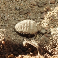 Myrmeleontidae (family) at Fadden, ACT - 30 Nov 2018