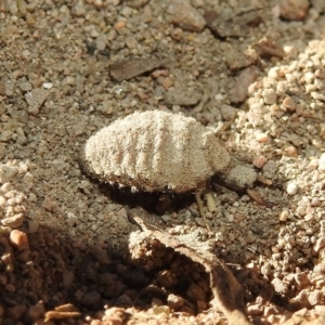 Myrmeleontidae (family) at Fadden, ACT - 30 Nov 2018