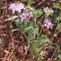 Mentha diemenica (Wild Mint, Slender Mint) at Tanja Lagoon - 31 Dec 1999 by BettyDonWood