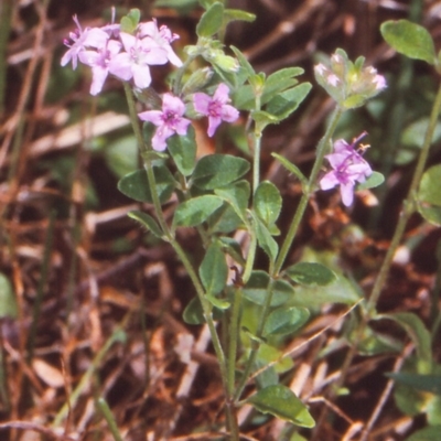 Mentha diemenica (Wild Mint, Slender Mint) at Tanja Lagoon - 31 Dec 1999 by BettyDonWood