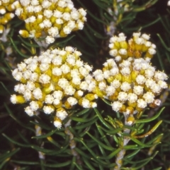 Ozothamnus turbinatus (Coast Everlasting) at Nelson, NSW - 25 Jan 1998 by BettyDonWood