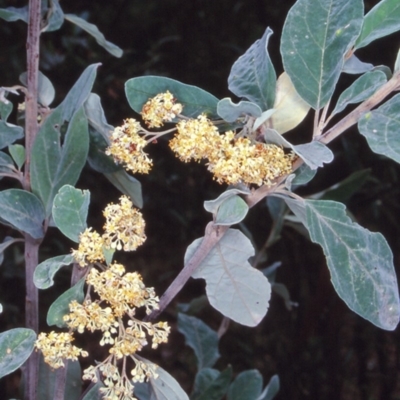 Pomaderris cinerea (Grey Pomaderris) at Nelson, NSW - 20 Dec 1997 by BettyDonWood