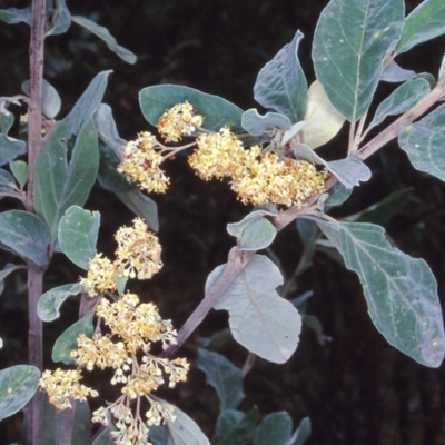 Pomaderris cinerea (Grey Pomaderris) at Nelson, NSW - 19 Dec 1997 by BettyDonWood