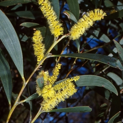Acacia georgensis (Bega Wattle) at Doctor George Mountain, NSW - 25 Sep 1997 by BettyDonWood