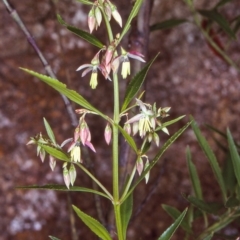 Haloragodendron baeuerlenii (Shrubby Raspwort) at Doctor George Mountain, NSW - 16 Oct 1997 by BettyDonWood