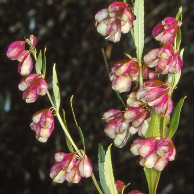 Haloragodendron baeuerlenii (Shrubby Raspwort) at Doctor George Mountain, NSW - 23 Nov 1997 by BettyDonWood