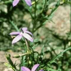 Isotoma axillaris (Australian Harebell, Showy Isotome) at Doctor George Mountain, NSW - 16 Oct 1997 by BettyDonWood