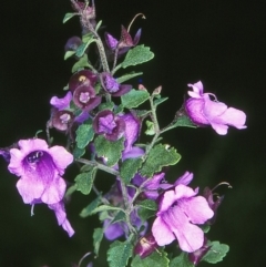 Prostanthera incisa (Cut-leaf Mint-bush) at Doctor George Mountain, NSW - 16 Oct 1997 by BettyDonWood