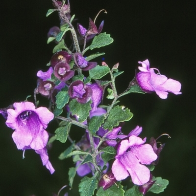 Prostanthera incisa (Cut-leaf Mint-bush) at Doctor George Mountain, NSW - 16 Oct 1997 by BettyDonWood