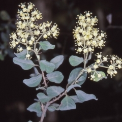 Pomaderris brogoensis at Tanja, NSW - 15 Oct 1997 by BettyDonWood