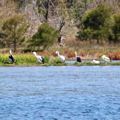 Pelecanus conspicillatus (Australian Pelican) at Wallaga Lake, NSW - 30 Nov 2018 by RossMannell