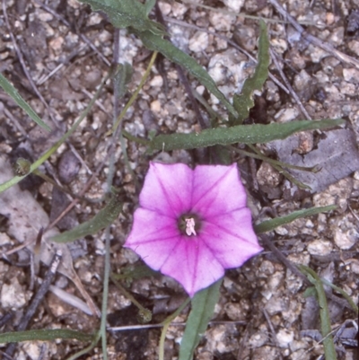 Convolvulus angustissimus subsp. angustissimus (Australian Bindweed) at Bega, NSW - 14 Oct 1997 by BettyDonWood