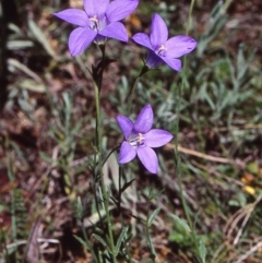 Wahlenbergia gloriosa (Royal Bluebell) at South East Forest National Park - 11 Jan 1998 by BettyDonWood